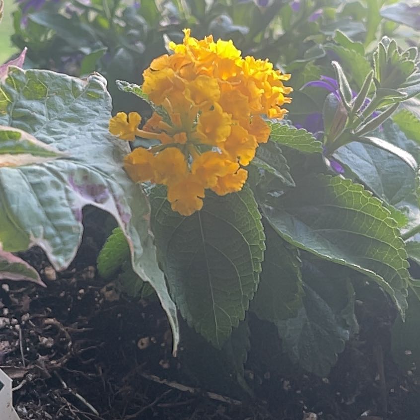 Photo of the plant species Lantana by @Frogjumpplant72 named Tanna on Greg, the plant care app