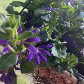 Photo of the plant species Scaevola Aemula by @Frogjumpplant72 named Fairy on Greg, the plant care app