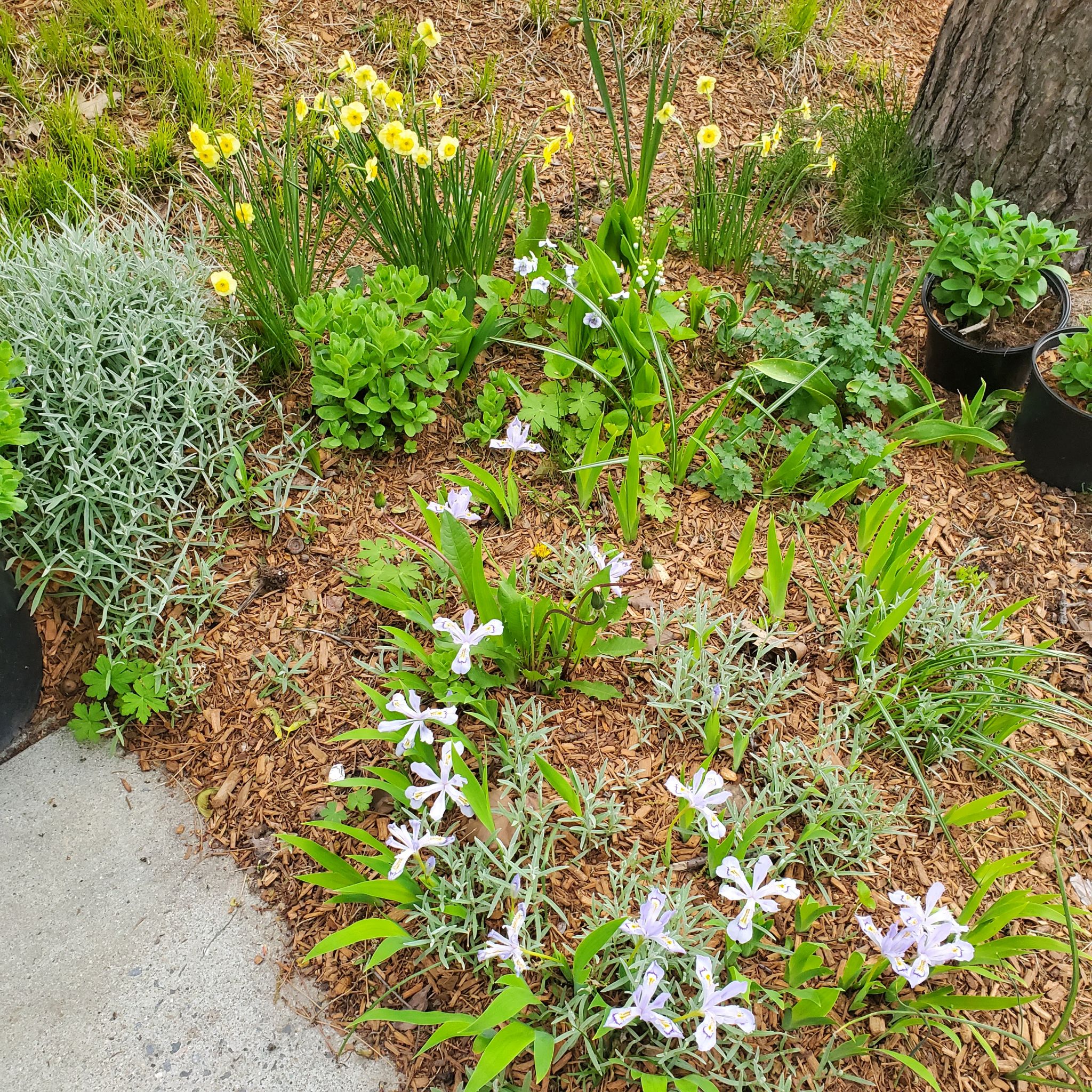 Photo of the plant species Dietes Grandiflora by @KindHollyfern named Xena on Greg, the plant care app