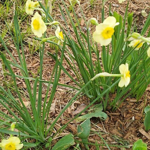 Photo of the plant species African Woodsorrel by @KindHollyfern named Kylie on Greg, the plant care app