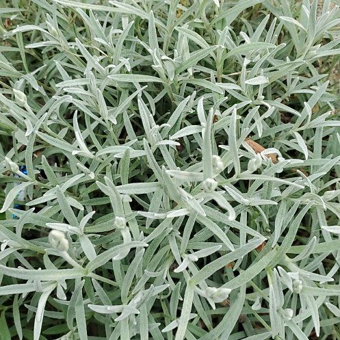 Photo of the plant species Snow-in-Summer by @KindHollyfern named Lavender on Greg, the plant care app