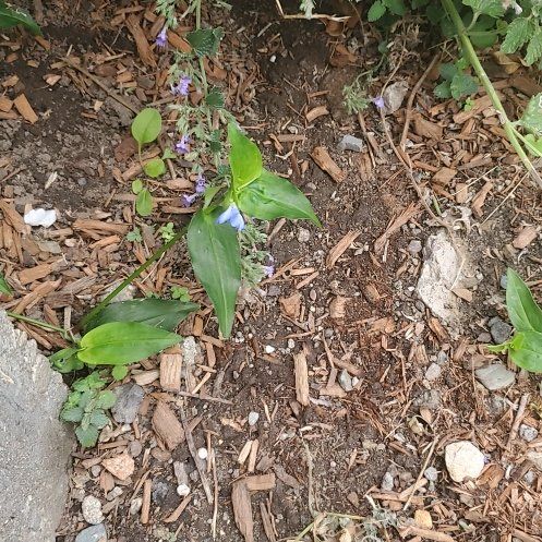 Photo of the plant species Asiatic Dayflower by @KindHollyfern named Tolkien on Greg, the plant care app