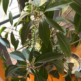 Photo of the plant species Umbrella Tree by @TotalSnowrose4 named Huckleberry Fern on Greg, the plant care app