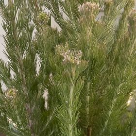 Photo of the plant species Albany Woollybush by @TotalSnowrose4 named Sproutacus on Greg, the plant care app