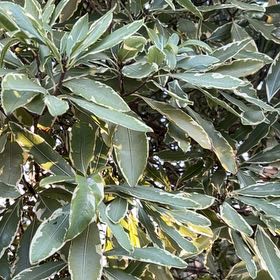 Photo of the plant species Tarata Cheesewood by @TotalSnowrose4 named Sanders on Greg, the plant care app