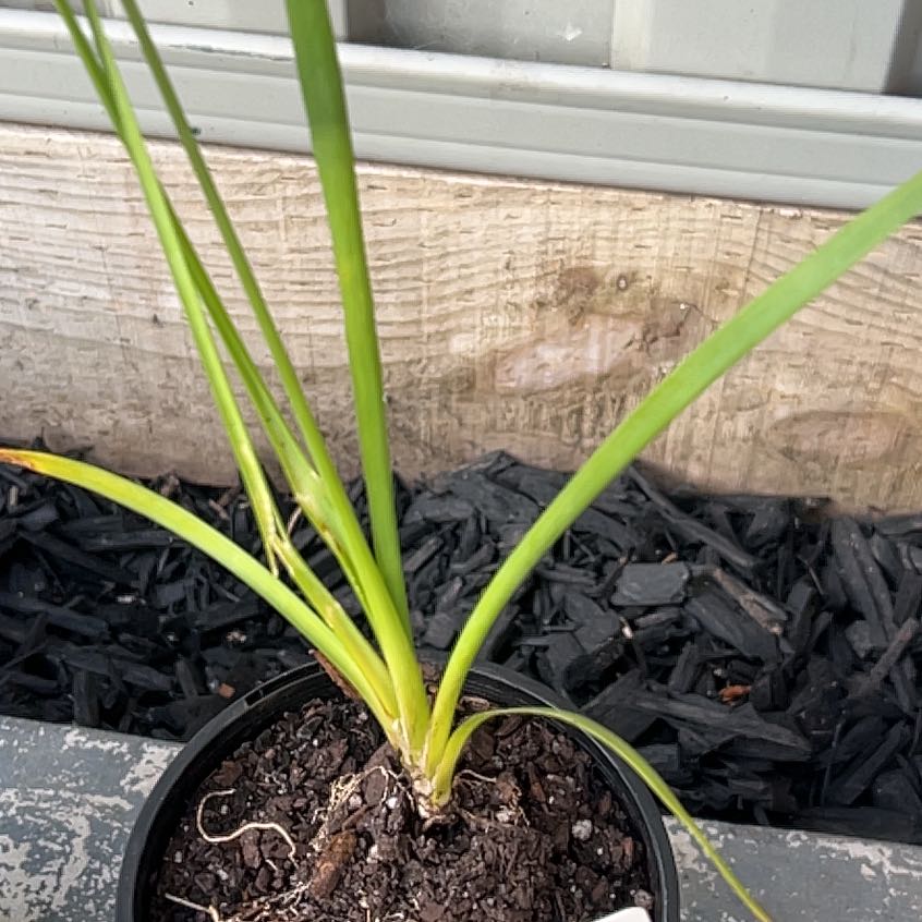 Photo of the plant species Spiny-Head Mat-Rush by @TotalSnowrose4 named Orlando Bloom on Greg, the plant care app