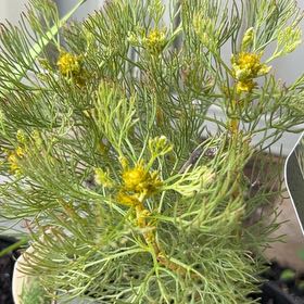 Photo of the plant species Cluster Spiderhead by @TotalSnowrose4 named Zion on Greg, the plant care app