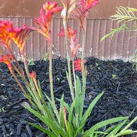 Photo of the plant species Red Kangaroo Paw by @TotalSnowrose4 named Homer on Greg, the plant care app