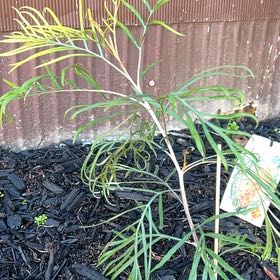 Photo of the plant species Grevillea sp. by @TotalSnowrose4 named Surya on Greg, the plant care app