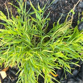 Photo of the plant species bower wattle by @TotalSnowrose4 named Gaga on Greg, the plant care app