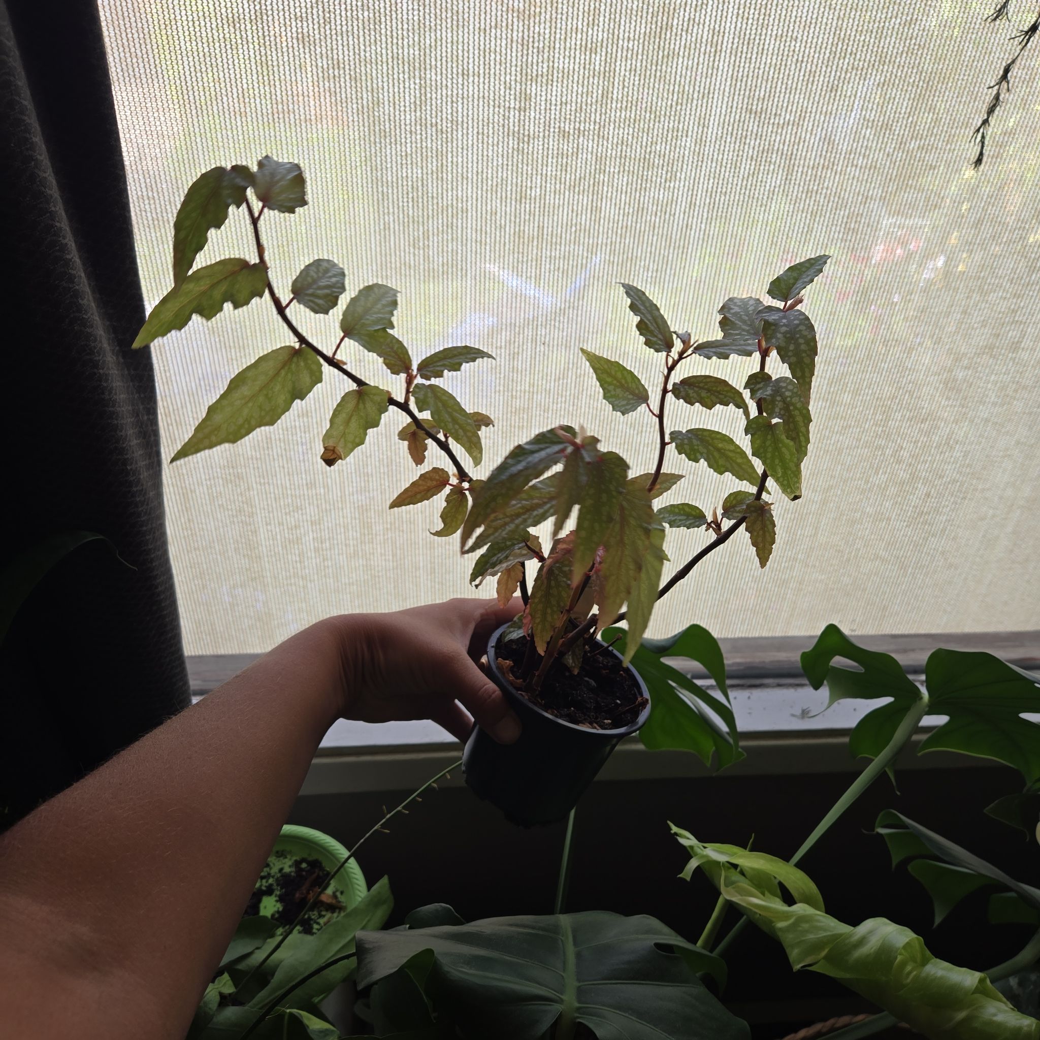 Photo of the plant species Begonia Medora by @needplants named Shakira on Greg, the plant care app
