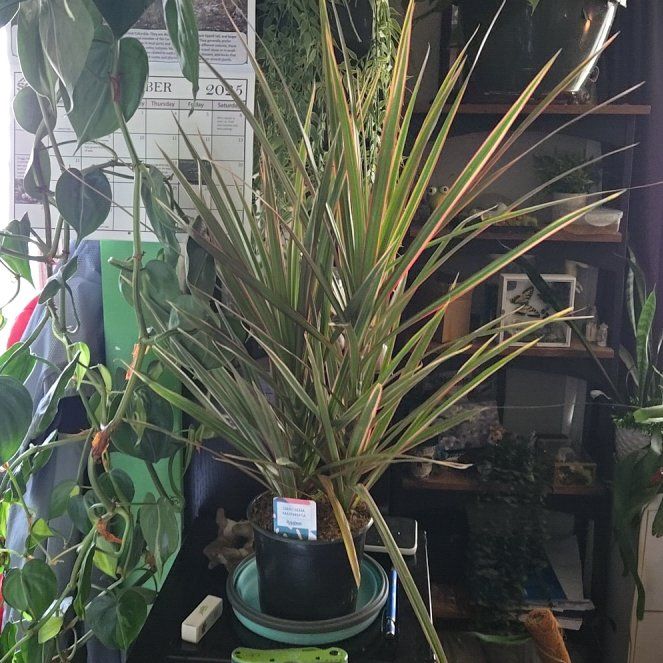 Photo of the plant species Draceana marginata by @needplants named Sage on Greg, the plant care app