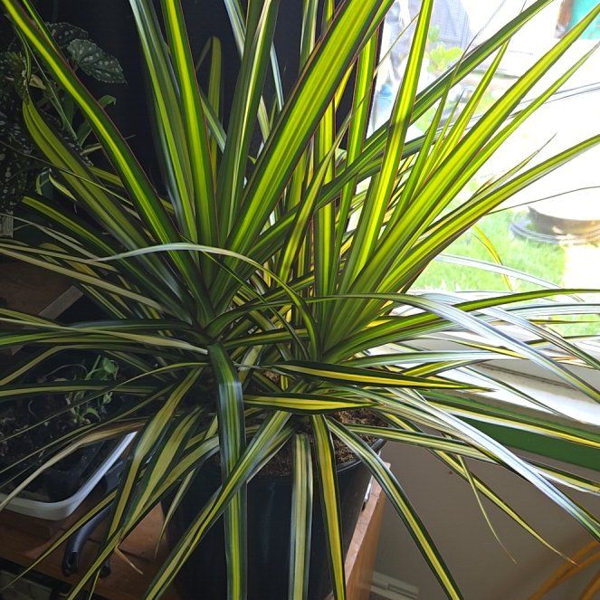 Photo of the plant species Draceana marginata by @needplants named Sage on Greg, the plant care app
