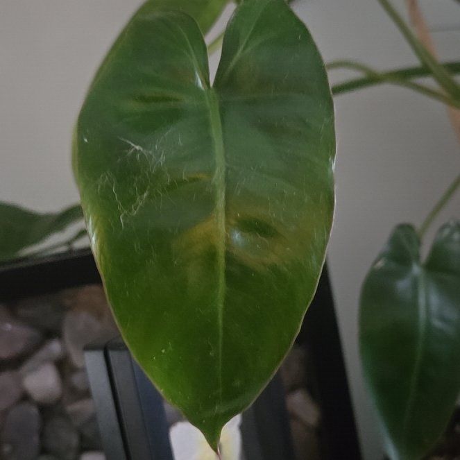Photo of the plant species Paraiso Verde Philodendron by @needplants named Tree Diddy on Greg, the plant care app