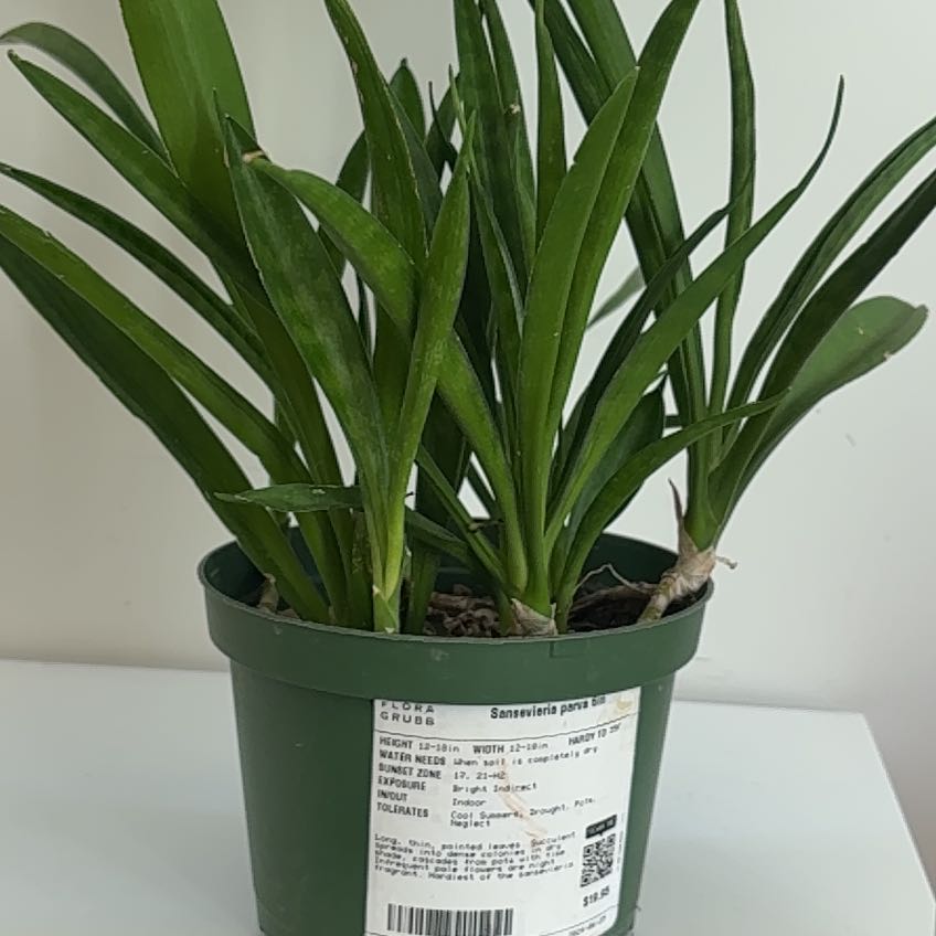 Photo of the plant species Kenya Hyacinth by @ZestHoyawayetii named Elle on Greg, the plant care app