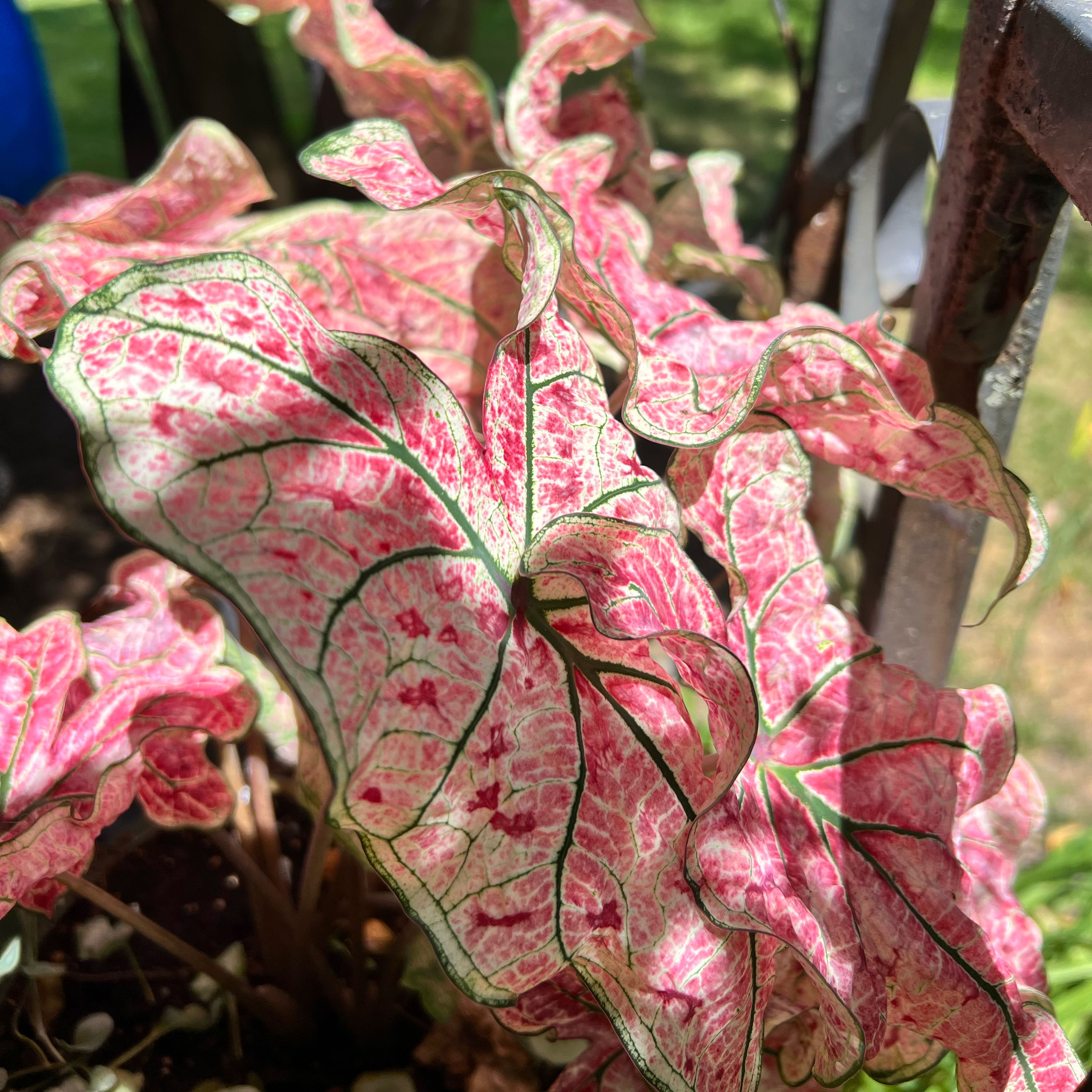 Photo of the plant species Splash of Wine Caladium by @allycemcbee named stella rosa on Greg, the plant care app