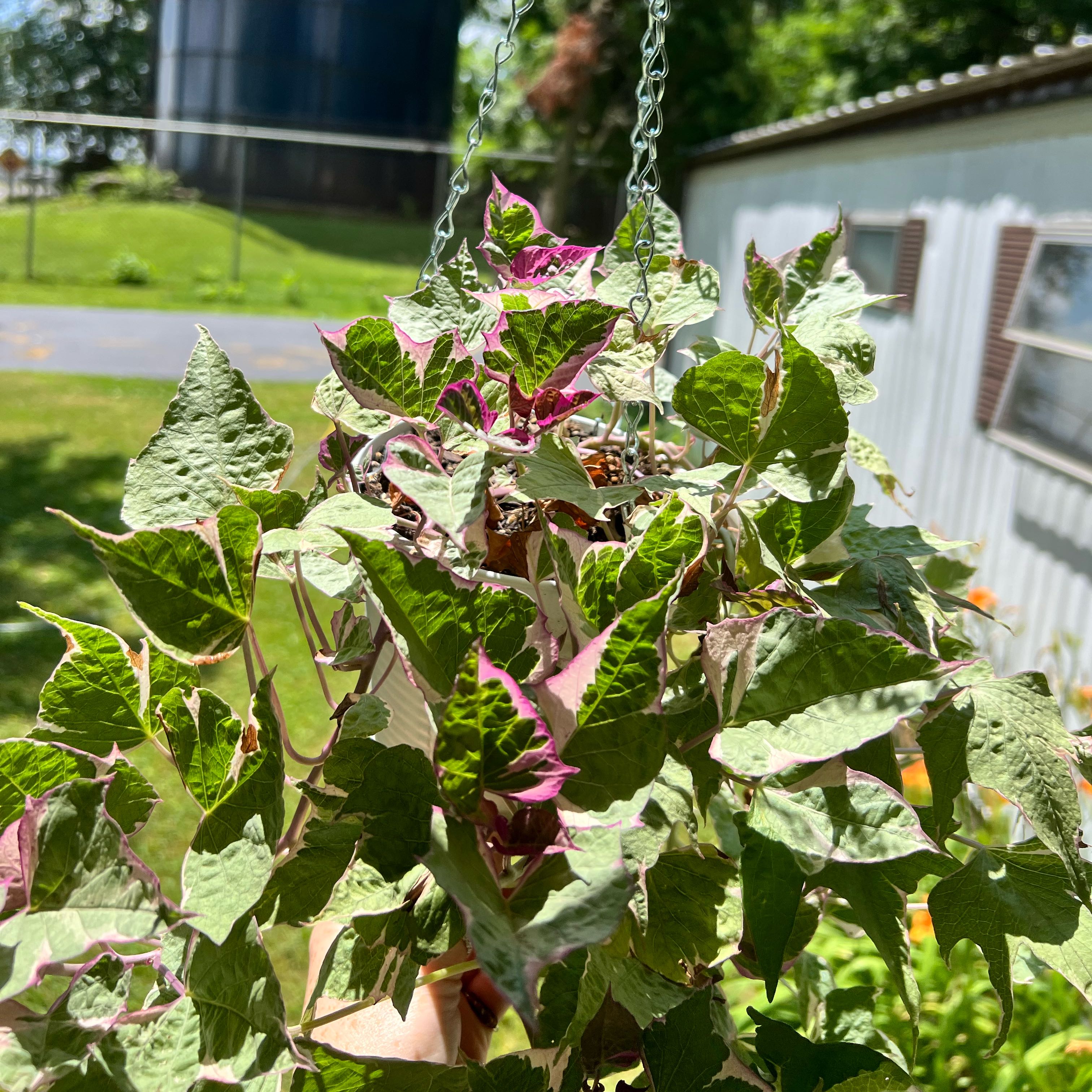 Photo of the plant species Sweet Potato Vine by @allycemcbee named tater on Greg, the plant care app
