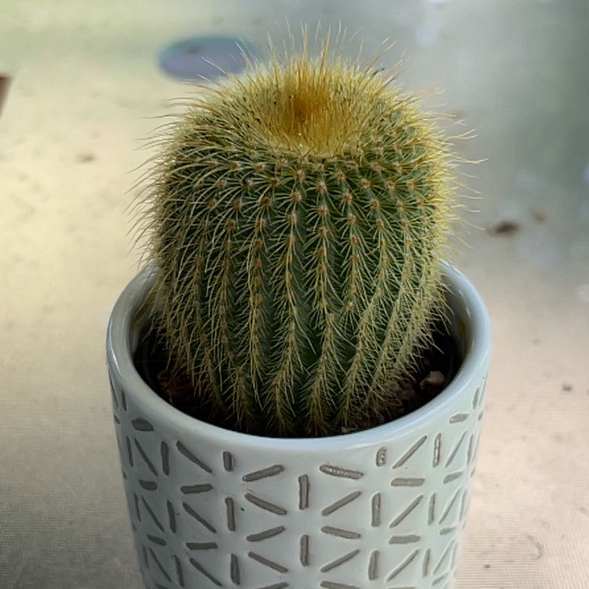 Photo of the plant species Lemon Ball Cactus by @allycemcbee named mae on Greg, the plant care app