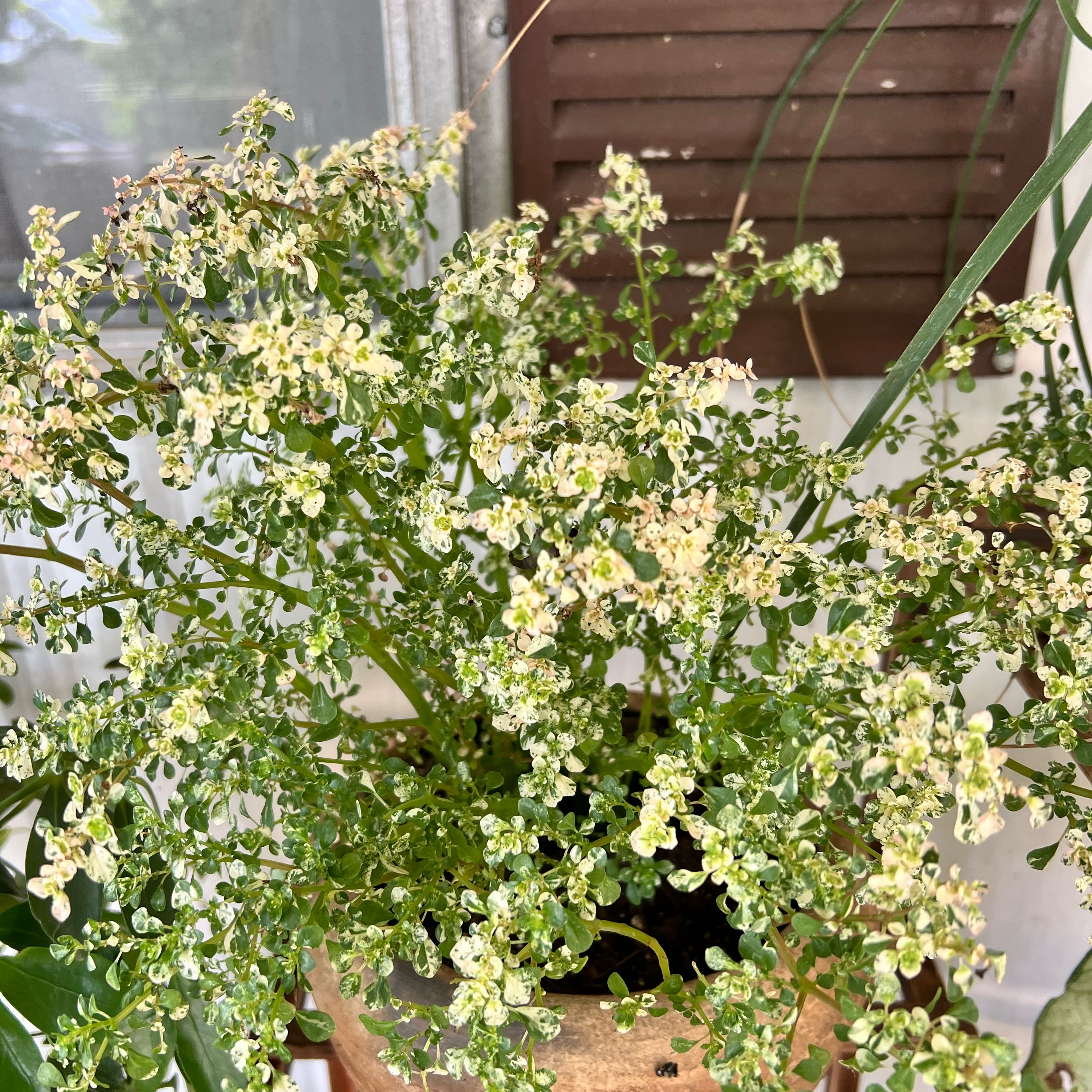 Photo of the plant species Pilea myriophylla by @allycemcbee named effie on Greg, the plant care app