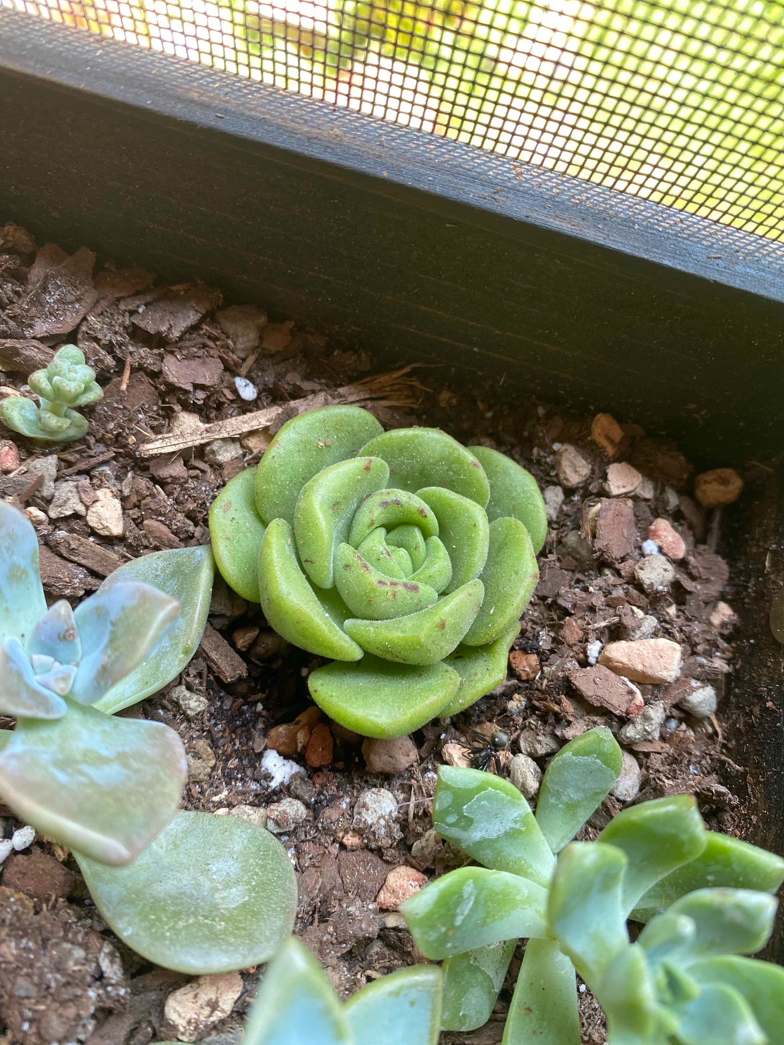 Aeonium 'Lily Pad' succulent in a pot with visible soil and multiple plants.