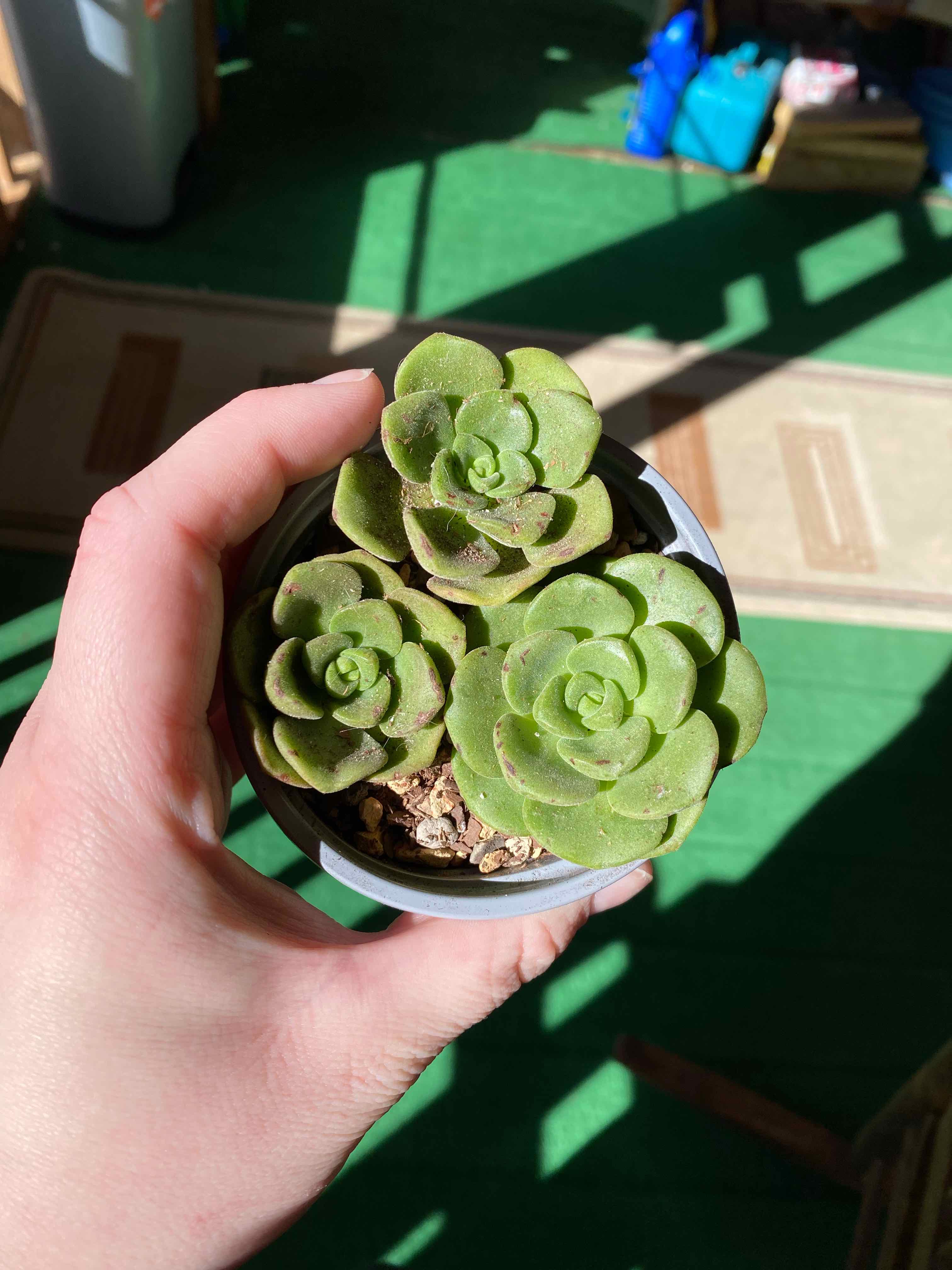 Hand holding a healthy Aeonium 'Lily Pad' succulent in a small pot.
