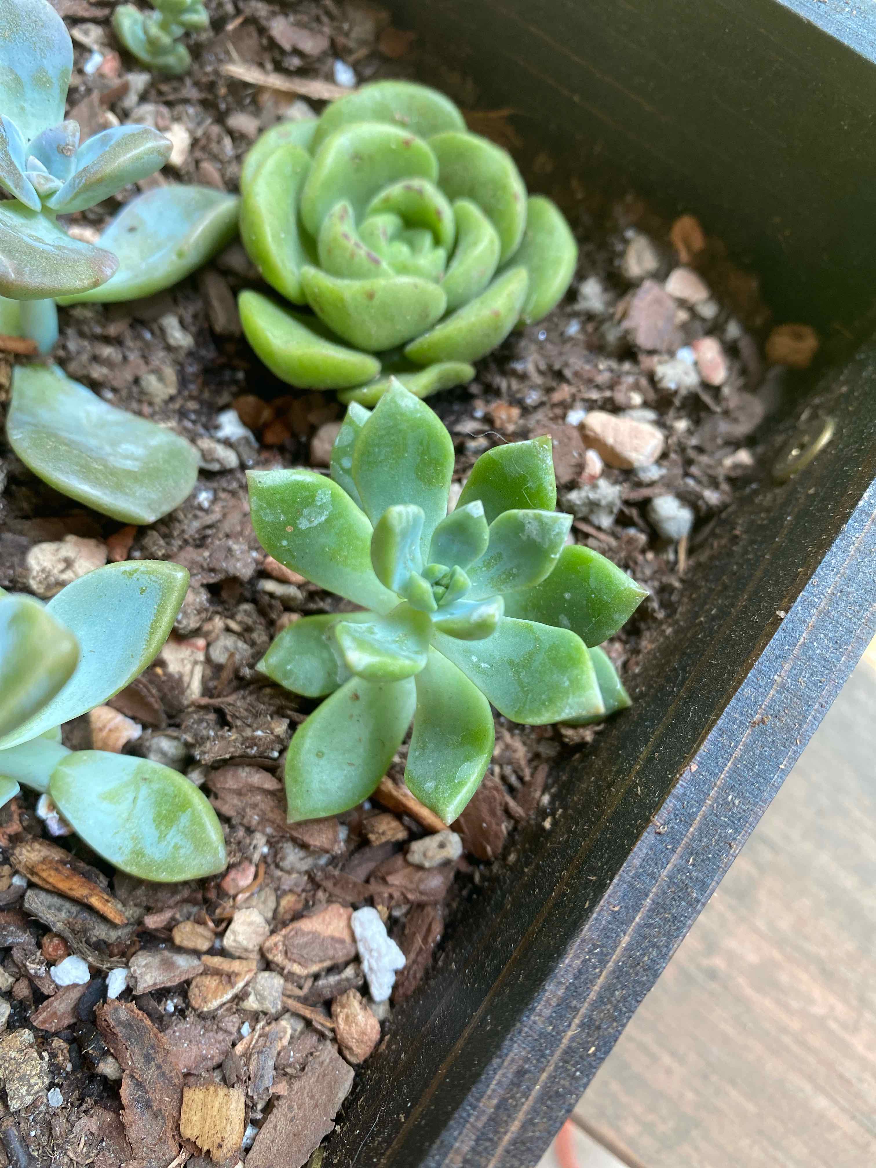 Succulent plant in a pot with soil and mulch, appears healthy.