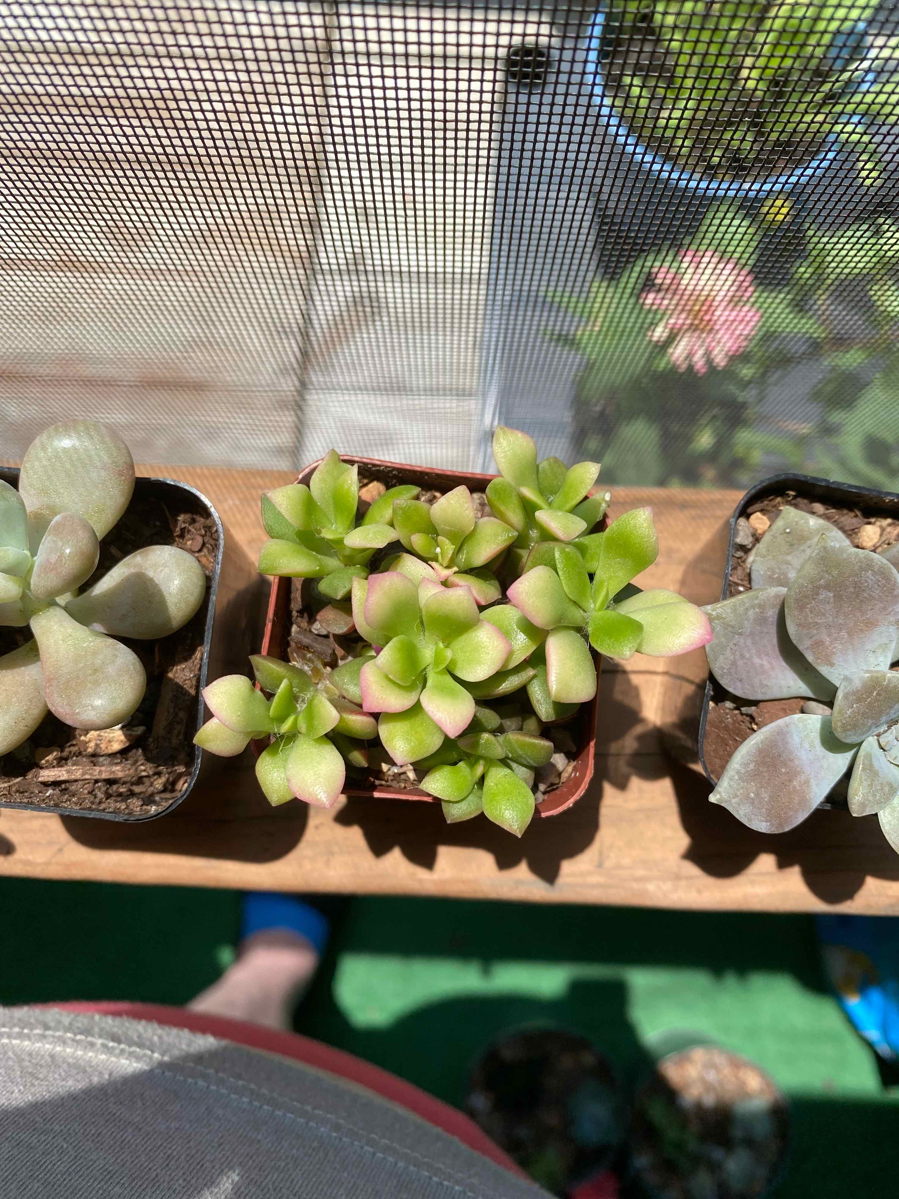 Three potted succulent plants on a wooden surface, with the central plant likely Anacampseros 'Sunrise'.