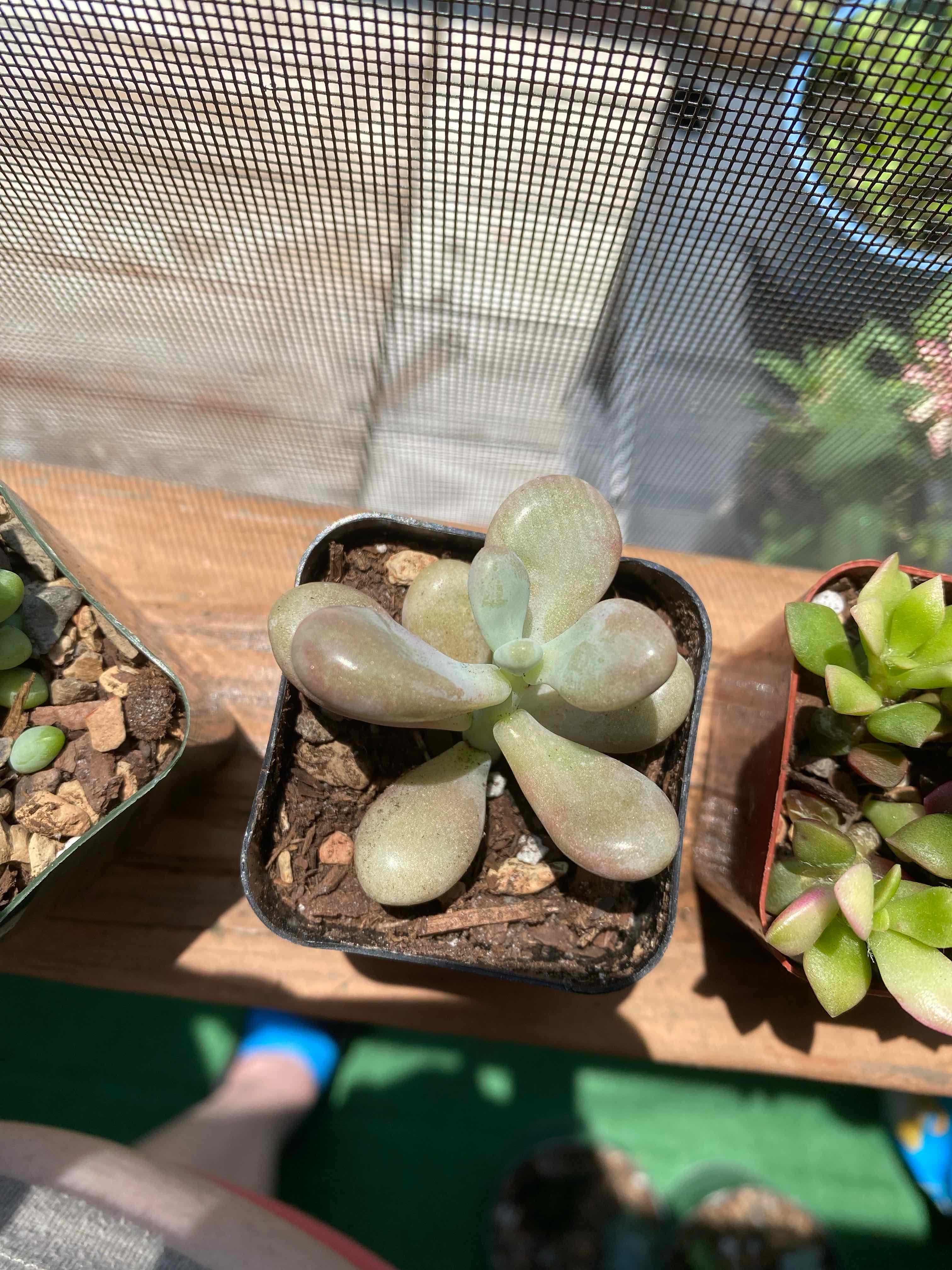 Lavender Pebbles succulent in a small pot with visible soil, well-framed and healthy.