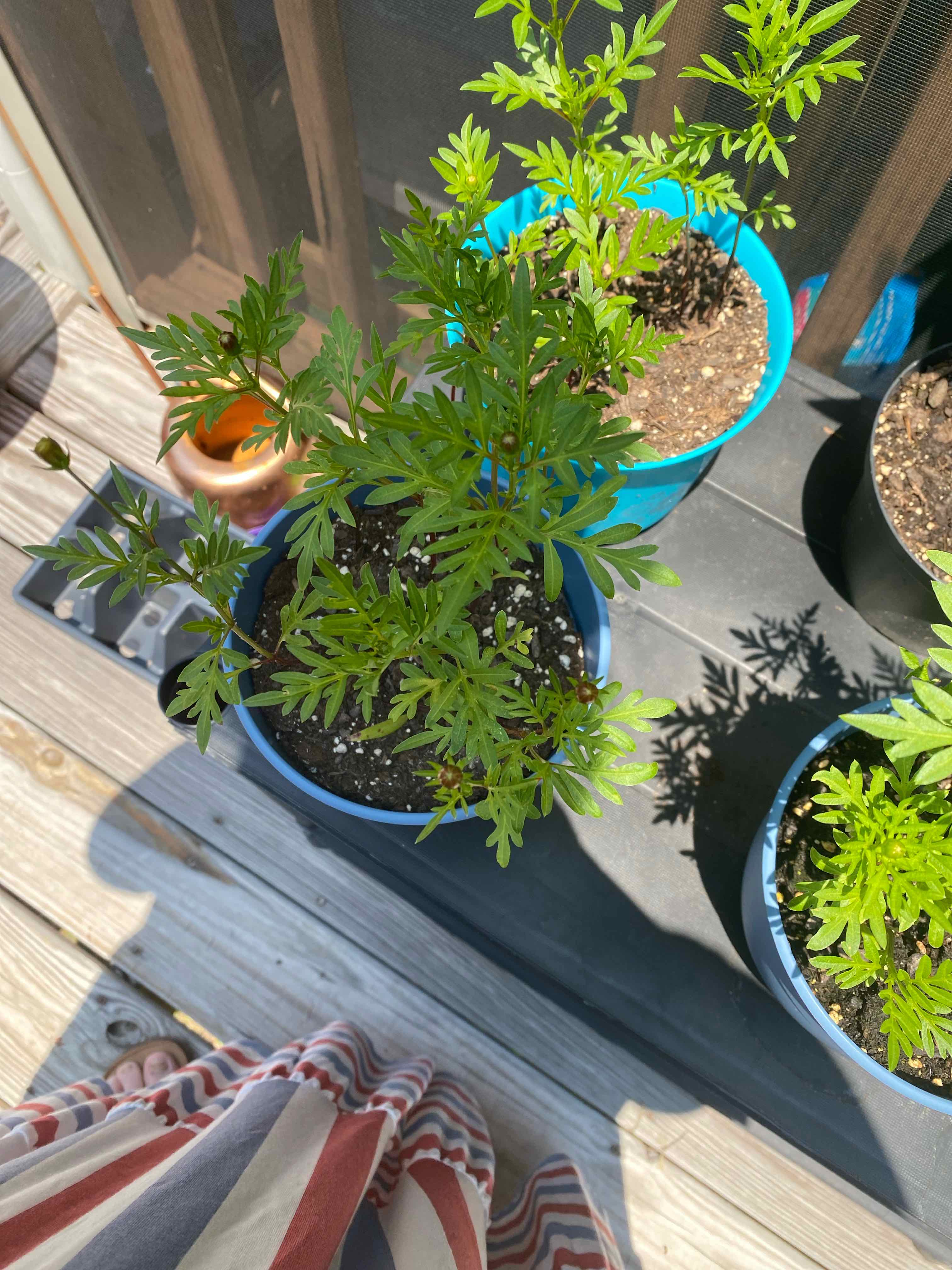 Garden Cosmos plant in a blue pot with healthy green leaves, soil visible.
