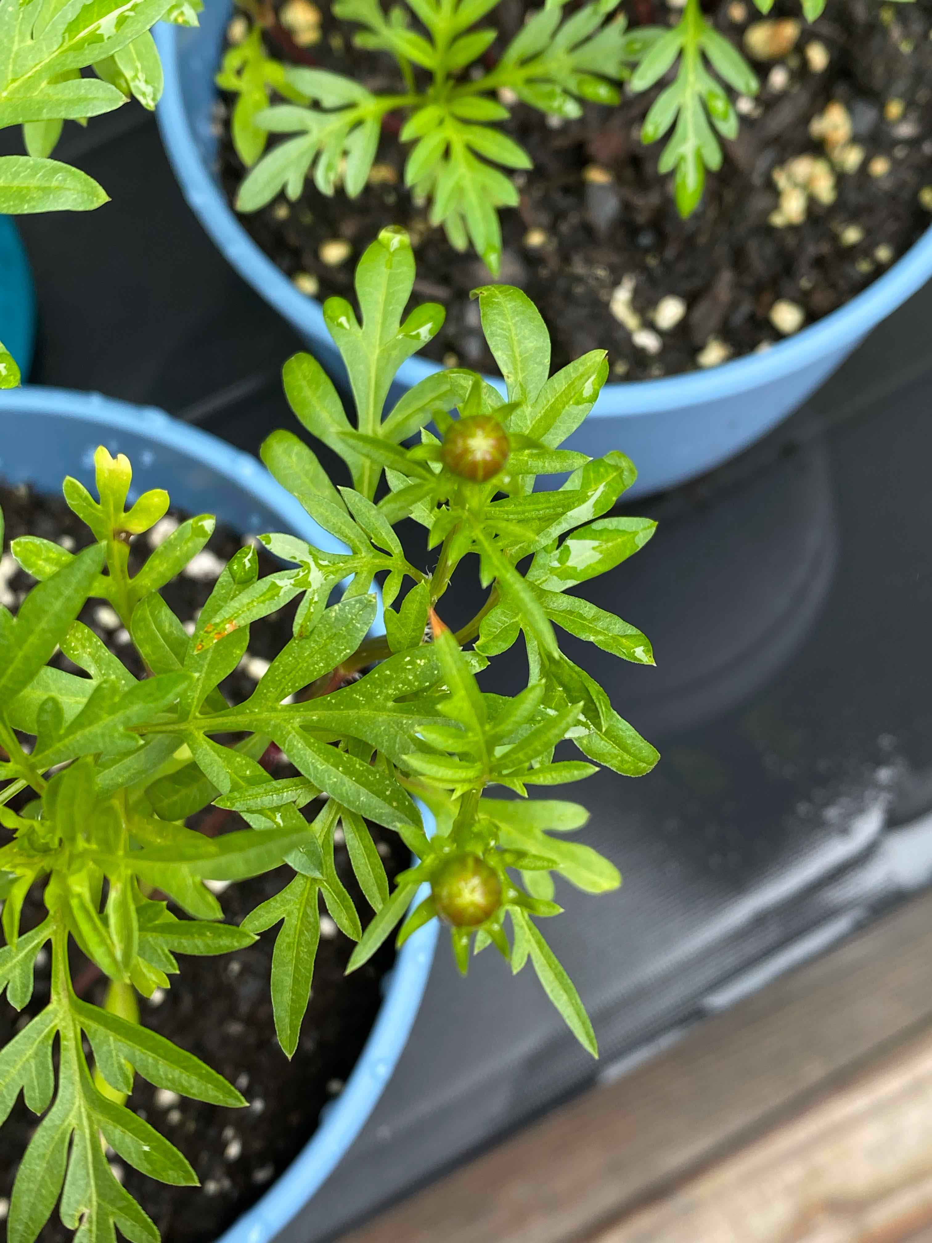 Young Garden Cosmos plant in a blue pot with visible soil and small buds forming.