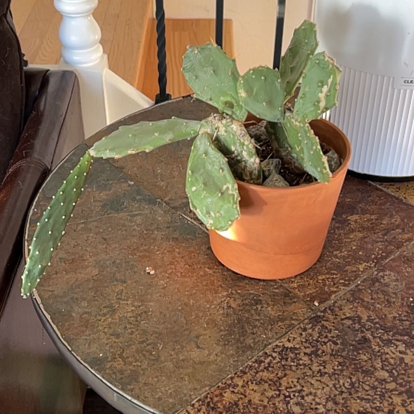 Photo of the plant species Old Mexico Prickly Pear by @Mountingarden named Paddy on Greg, the plant care app