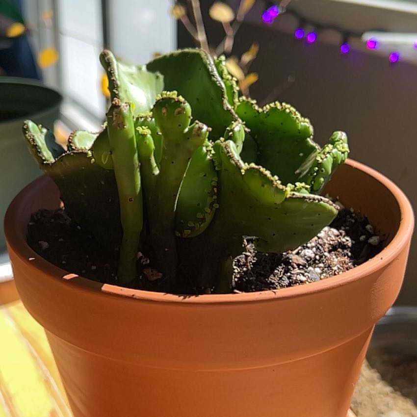 Photo of the plant species Euphorbia leucodendron f. cristata by @Mountingarden named Dax on Greg, the plant care app