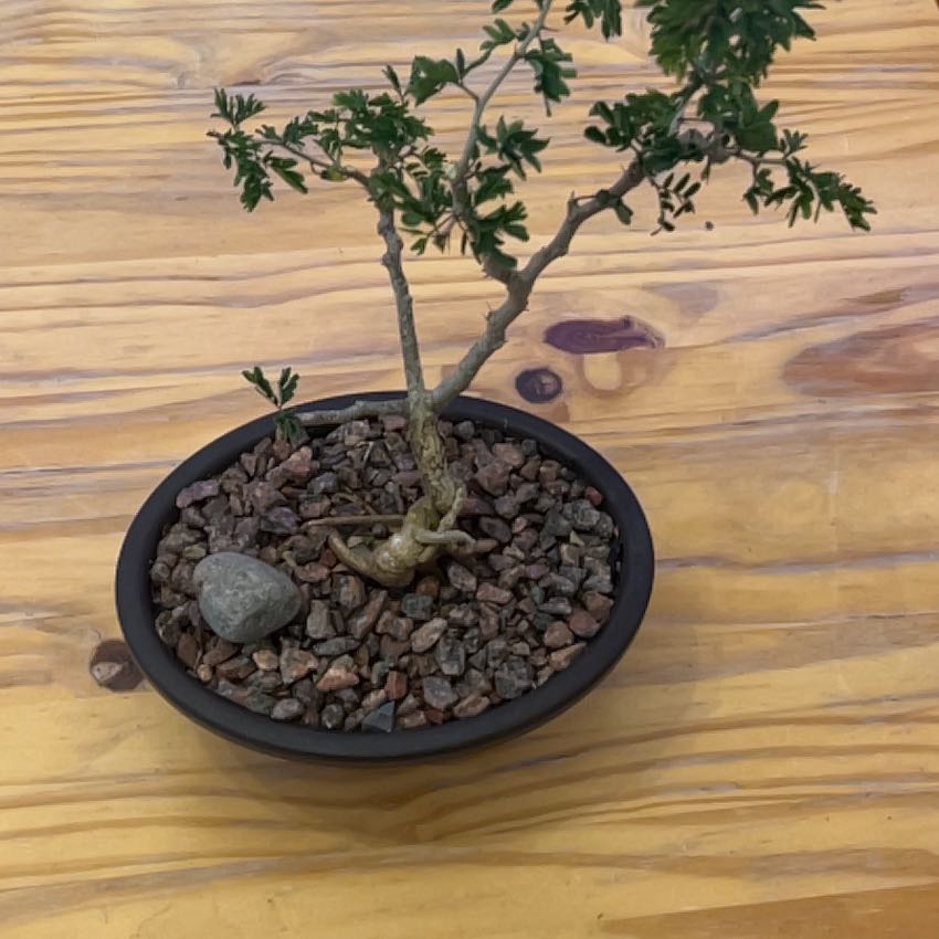 Photo of the plant species Texas Ebony by @Mountingarden named Osmo on Greg, the plant care app
