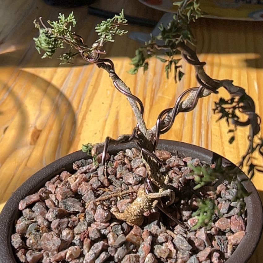 Photo of the plant species Texas Ebony by @Mountingarden named Leonardo on Greg, the plant care app