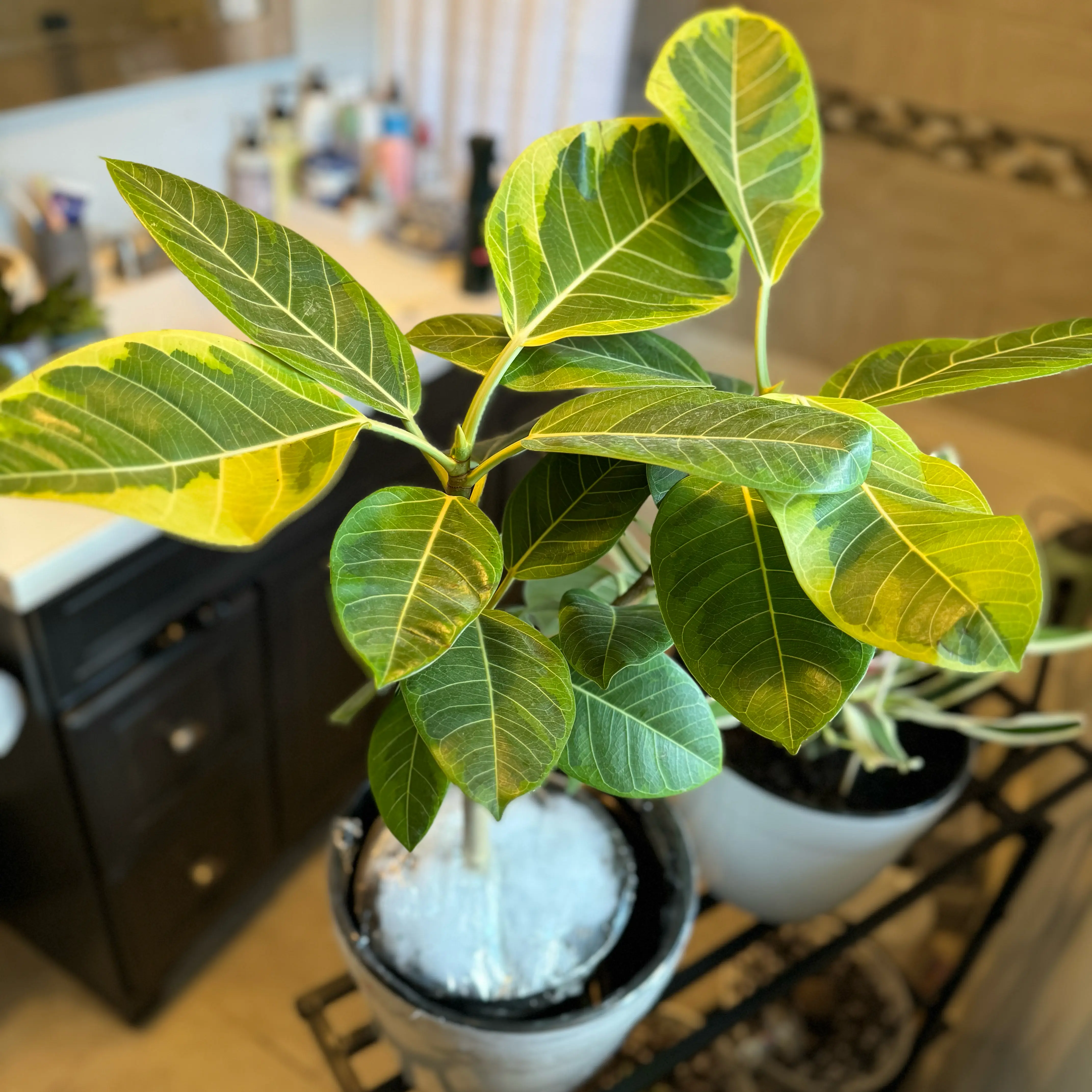 Photo of the plant species Ficus 'Golden Gem' by @FastBenjaminfig named Orwell on Greg, the plant care app