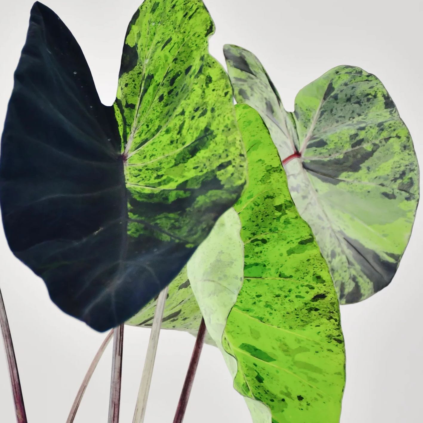 Photo of the plant species Mojito colocasia by @FastBenjaminfig named Kendall on Greg, the plant care app