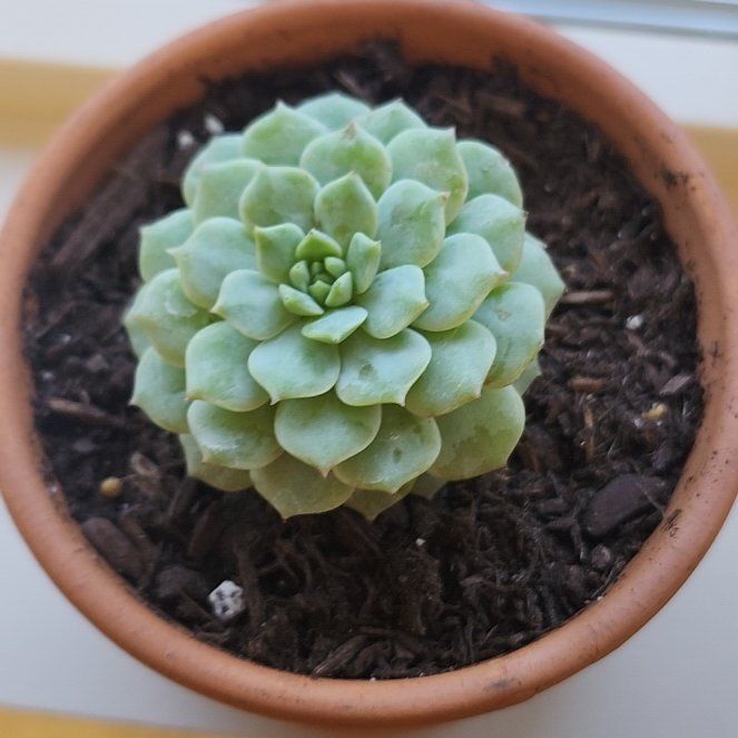 Photo of the plant species Echeveria 'Cris' by @ValsPals named Beauregard on Greg, the plant care app
