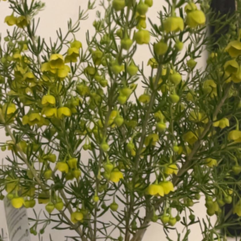 Photo of the plant species Boronia Lutea by @QuietWildlime named Delilah on Greg, the plant care app