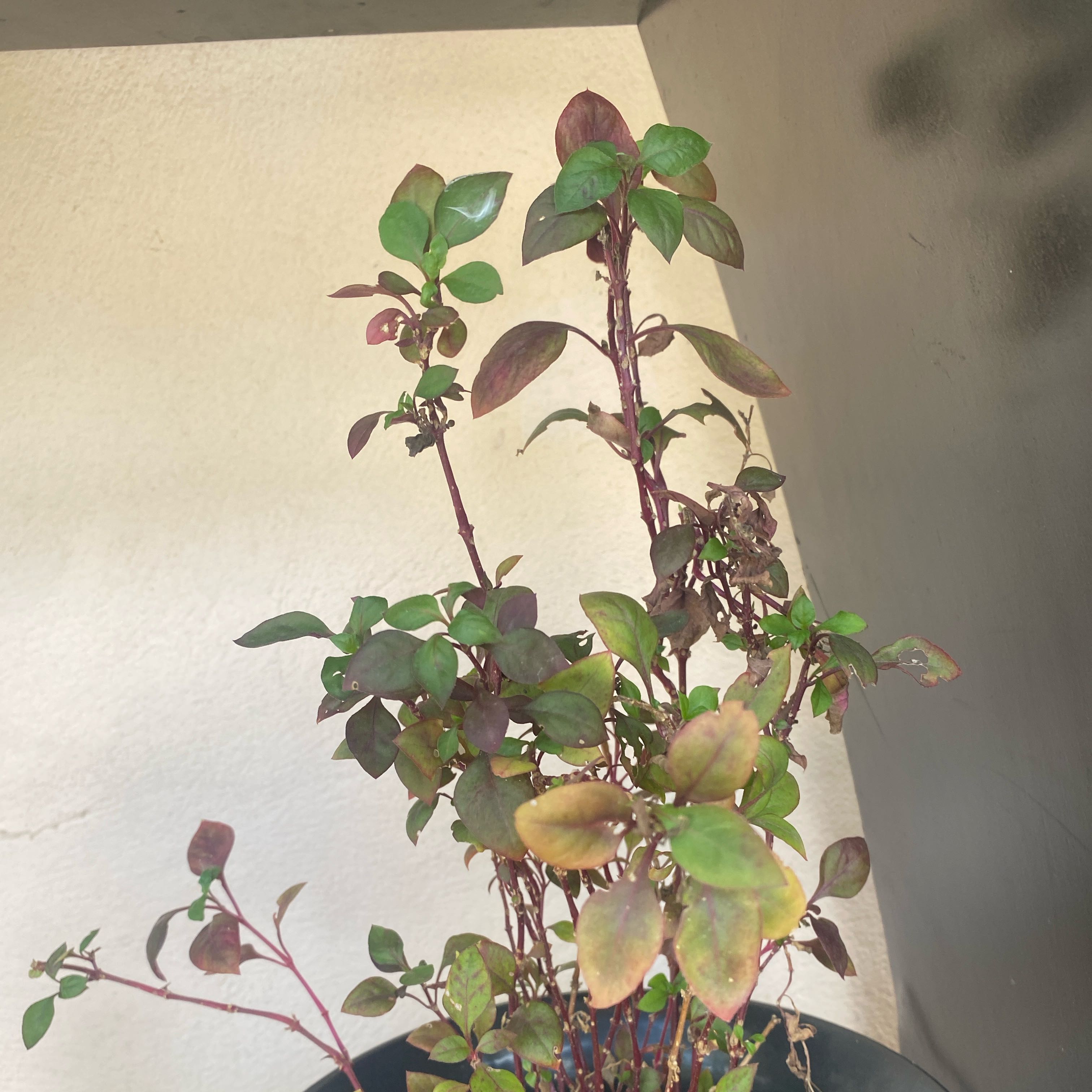 Photo of the plant species Bloodleaf by @lifeofjireh named Bloodless on Greg, the plant care app