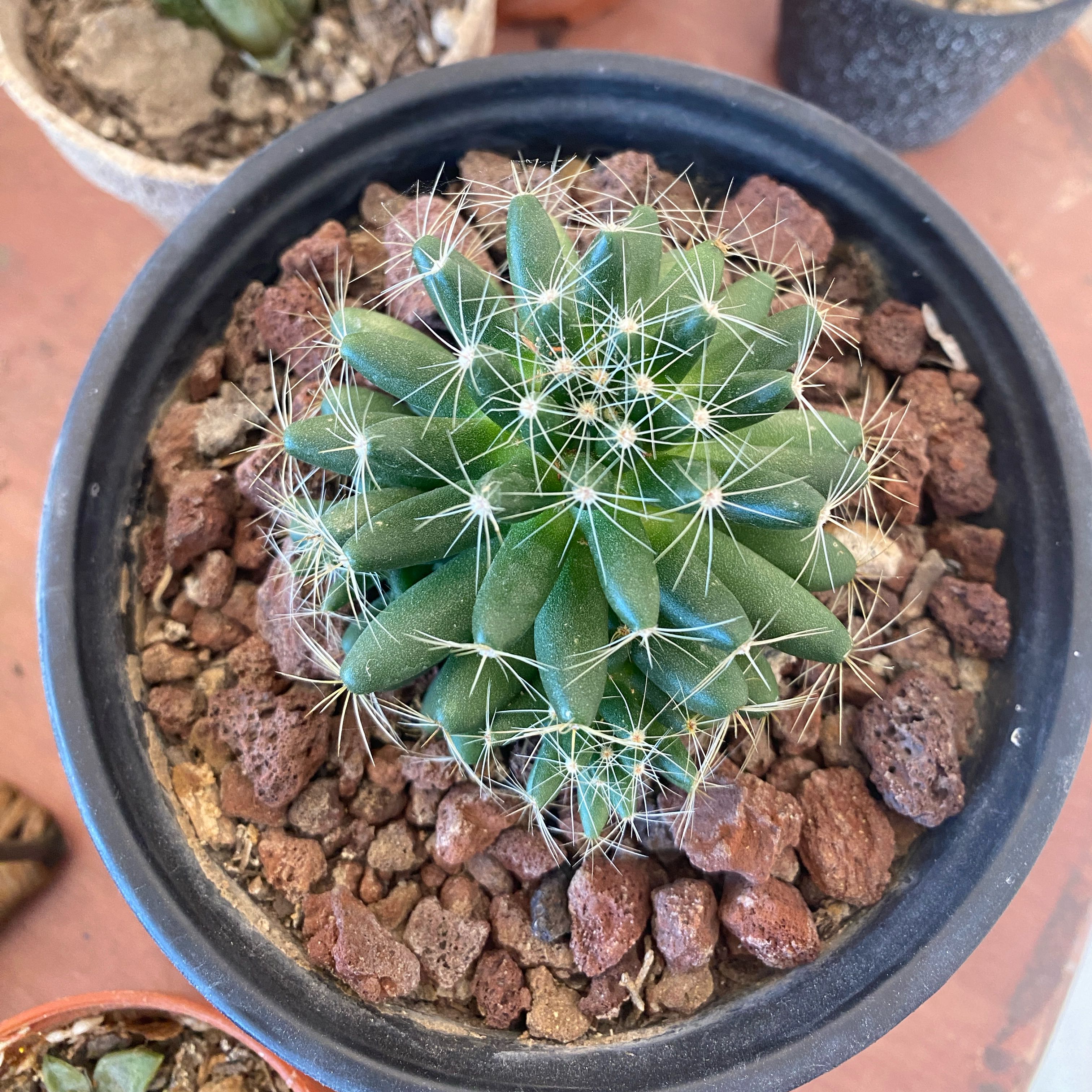 Photo of the plant species Finger Cactus by @lifeofjireh named Madonna on Greg, the plant care app
