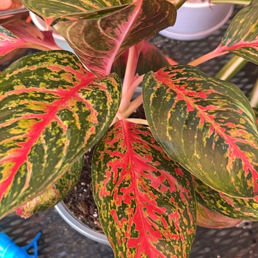 Photo of the plant species Aglaonema 'Pink Anyamanee' by @UberDerenmensis named Anne on Greg, the plant care app