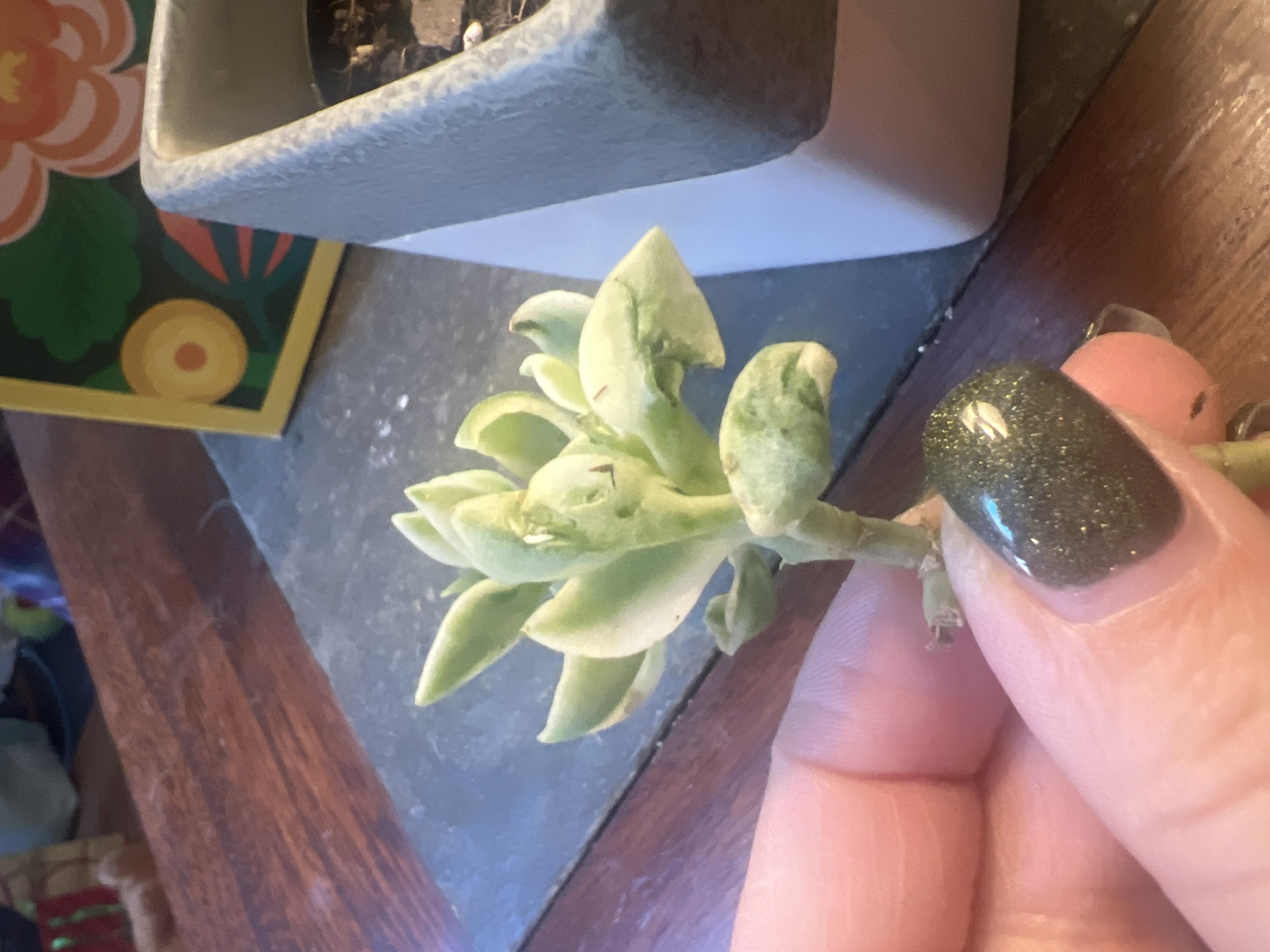 Photo from the post