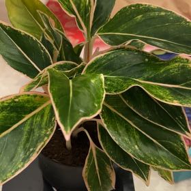 Photo of the plant species Pink Aurora Aglaonema by @UberDerenmensis named Luna on Greg, the plant care app