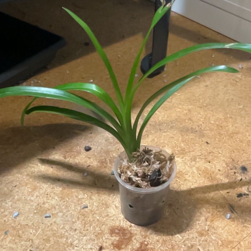 Photo of the plant species Cymbidium Orchid by @HipTorpedograss named Stella on Greg, the plant care app