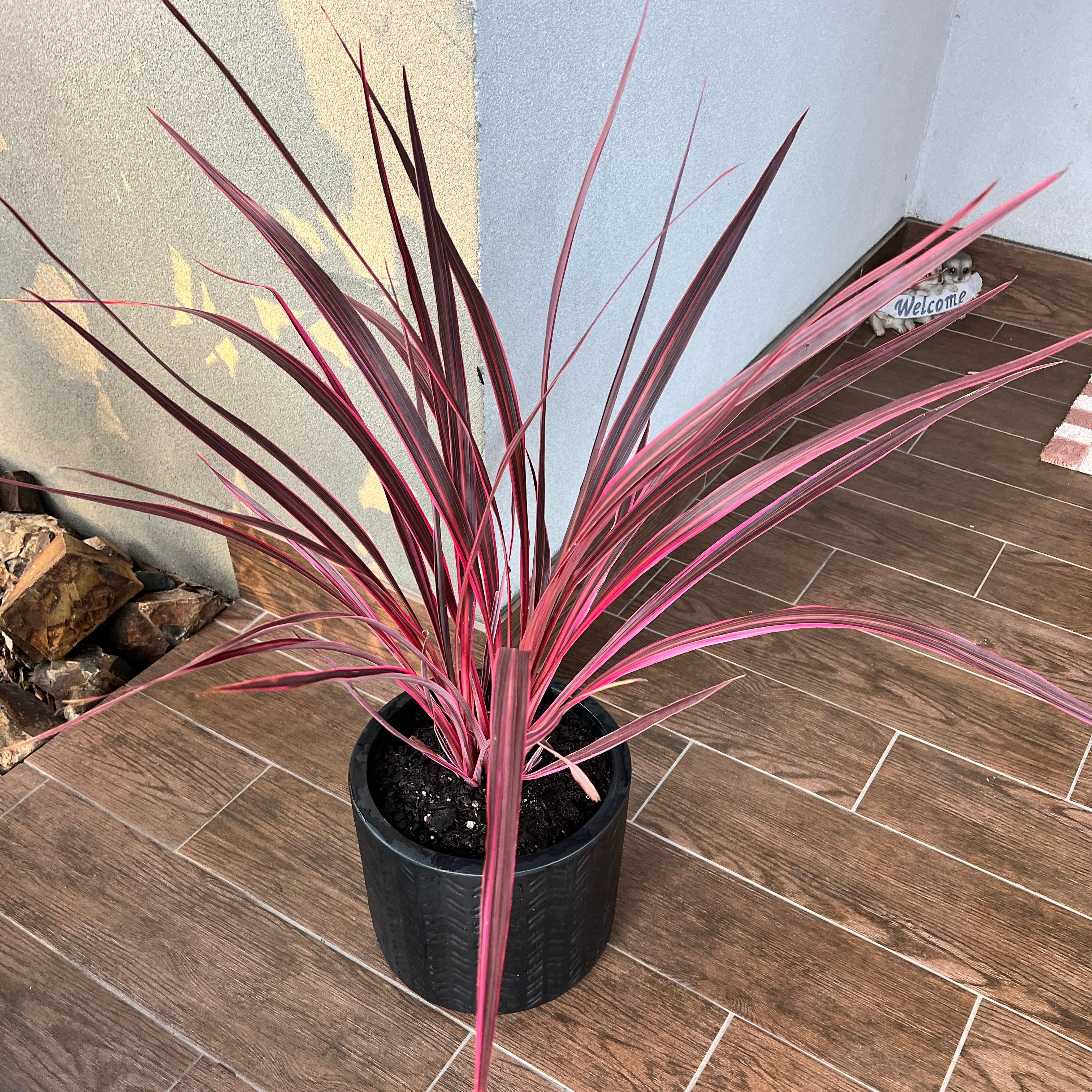 Photo of the plant species Cordyline 'Electric Pink' by @Jillyy12 named Coco on Greg, the plant care app