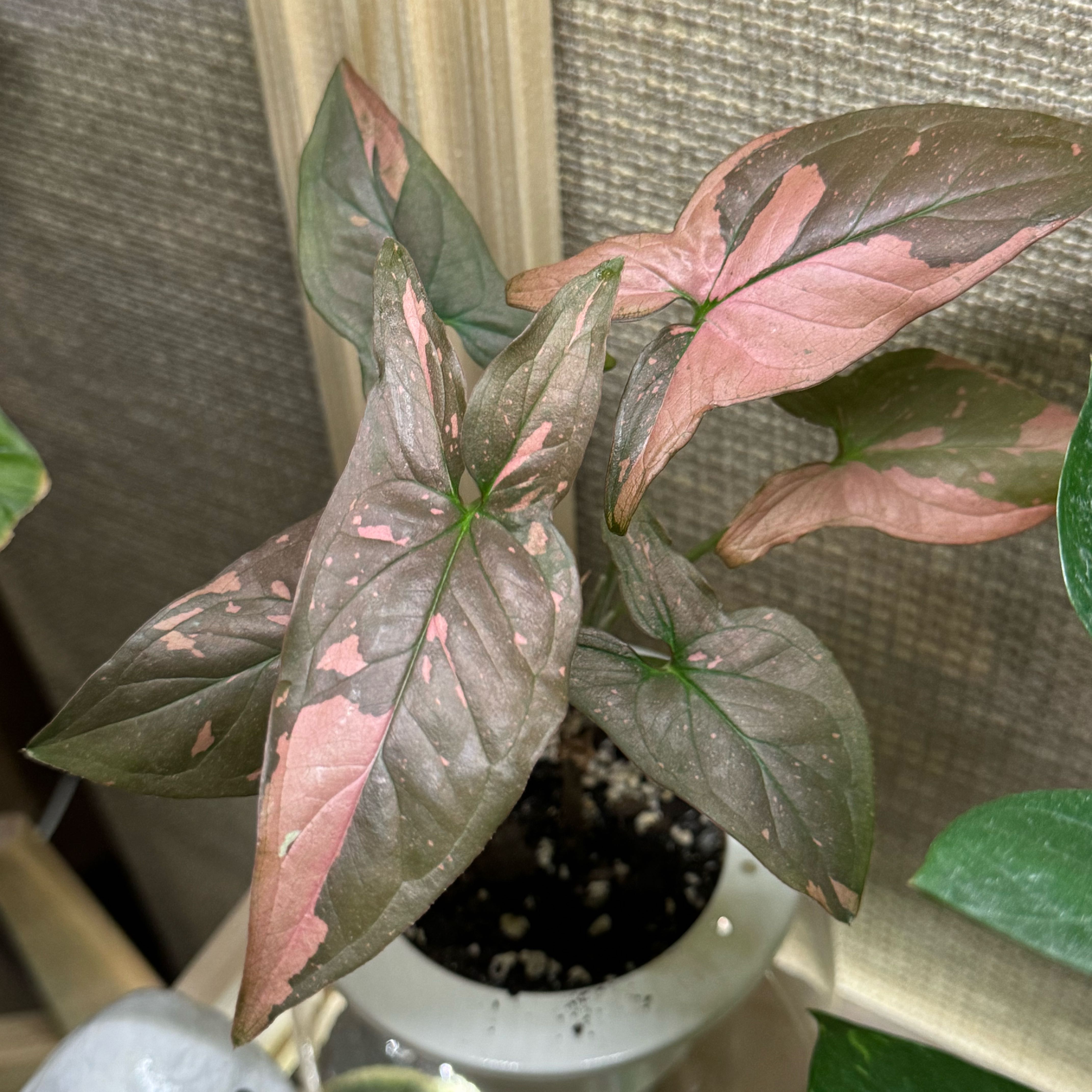 Photo of the plant species Syngonium Pink Splash Thai by @HappyCoralvine named Cleopatra on Greg, the plant care app