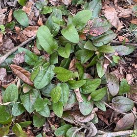 Photo of the plant species Hexastylis arifolia by @CactusRosa named Sanders on Greg, the plant care app