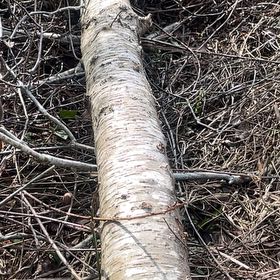 Photo of the plant species Mountain Paper Birch by @CactusRosa named Robert Plant on Greg, the plant care app