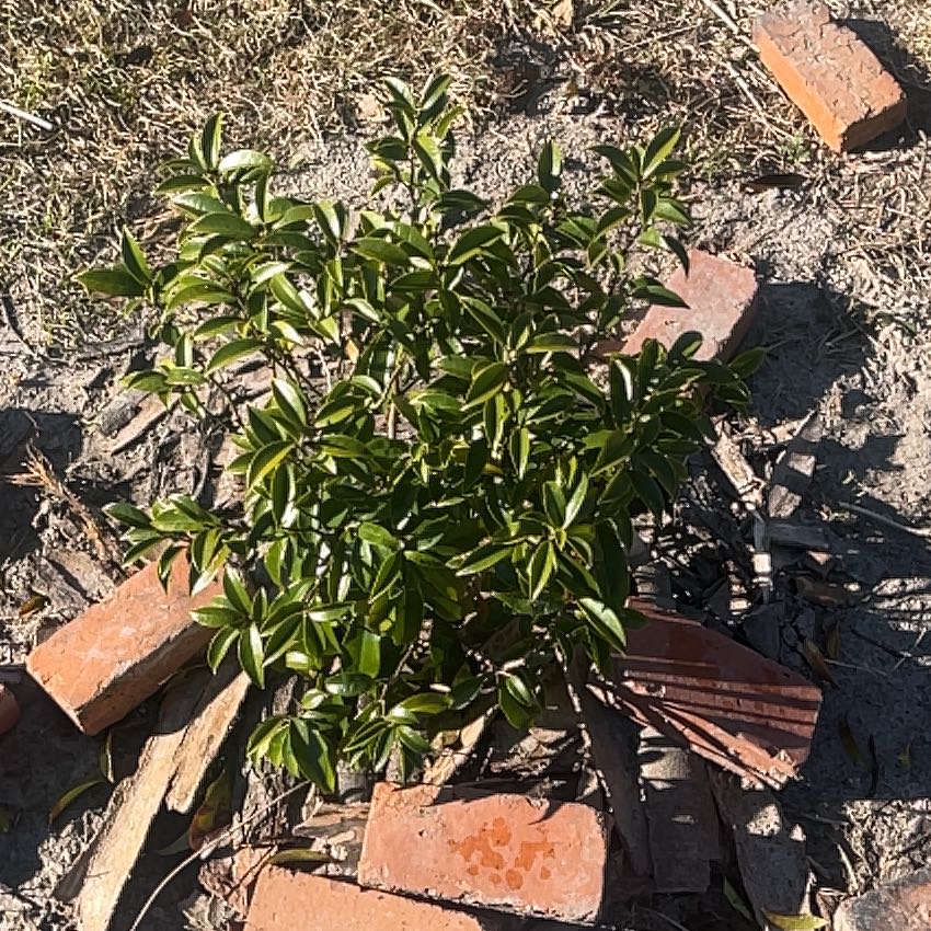 Photo of the plant species Stellar Ruby Magnolia by @CactusRosa named Lavender on Greg, the plant care app