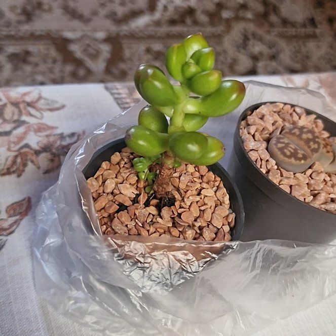 Photo of the plant species Sedum lucidum by @FineBlackberry named Mollie on Greg, the plant care app
